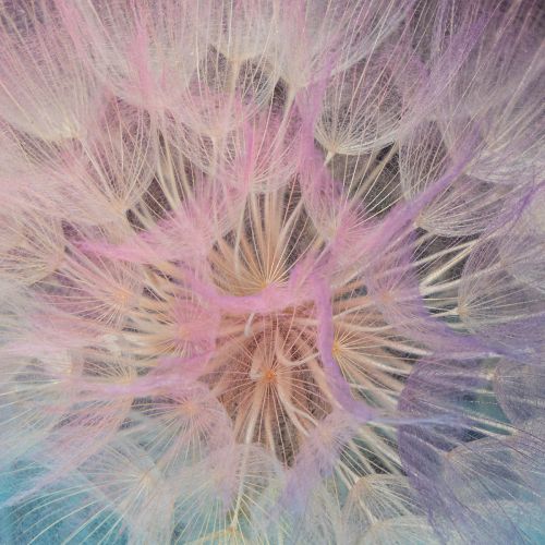 Product Dandelion decoration, dried flower, stabilized and dyed, delicate, durable, 12cm, 4 pieces