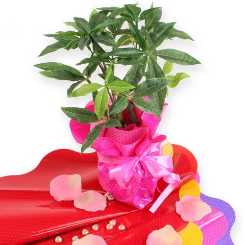 Floristik24 Rondella cuffs Ø40cm red 50pcs