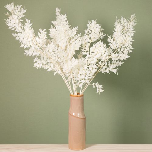 Product Ruscus branches decorative branches dried flowers bleached 10 pcs