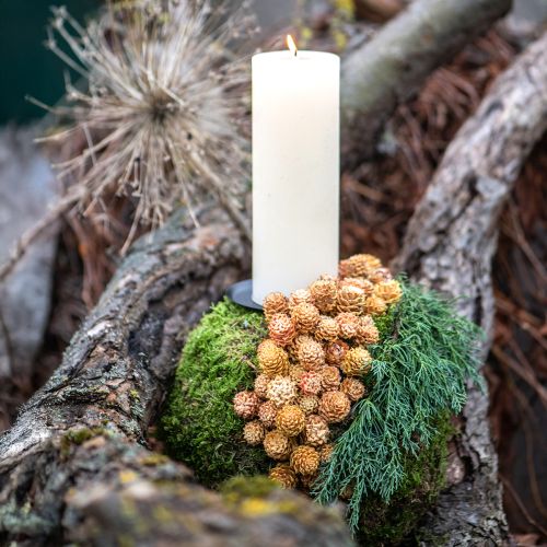 Floristik24 Salignum light 4-6 flowers on branch Leucadendron 100 pcs