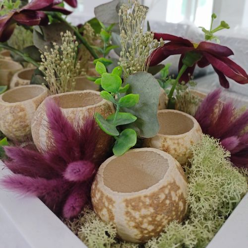 Product Velvet Grass Violet, Hare&#39;s Tail Grass, Lagurus L18-50cm 25g