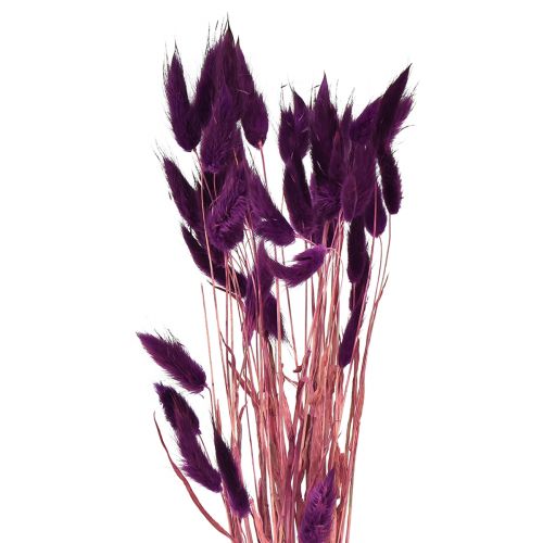 Floristik24 Velvet Grass Violet, Hare&#39;s Tail Grass, Lagurus L18-50cm 25g