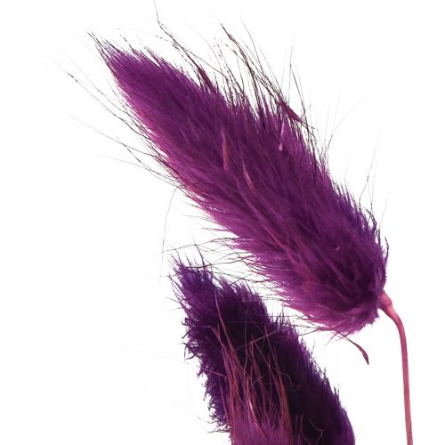 Product Velvet Grass Violet, Hare&#39;s Tail Grass, Lagurus L18-50cm 25g