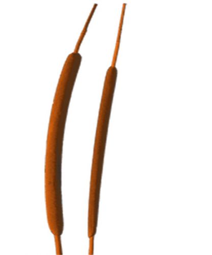 Floristik24 Reed flask mini orange 70 pcs