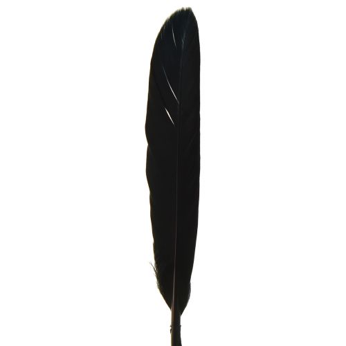 Product Black feathers decoration goose feathers black 11-14cm 180 pcs