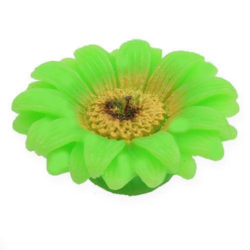 Floristik24 Floating candle gerbera green Ø7.5cm