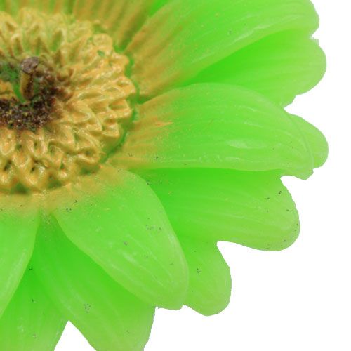 Floristik24 Floating candle gerbera green Ø7.5cm