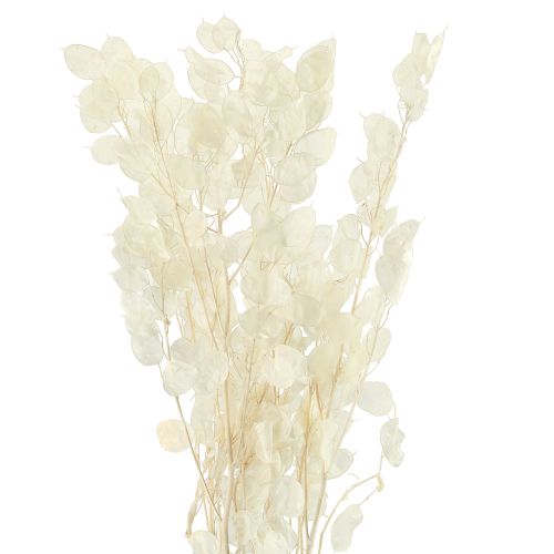Dried Money Plant Lunaria Silver Dollar Plant 70cm 20g