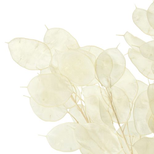 Floristik24 Dried Money Plant Lunaria Silver Dollar Plant 70cm 20g