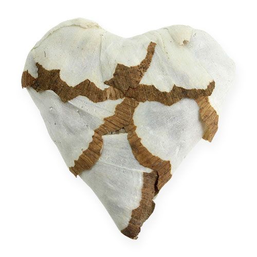 Floristik24 Sola Cabbage Heart 6cm flat 12 pcs.