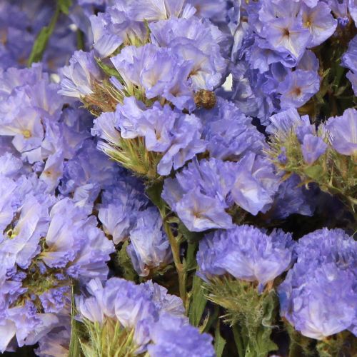 Floristik24 Sea Lilac Purple Statice Limonium sinuatum Dried Flowers 60cm 50g