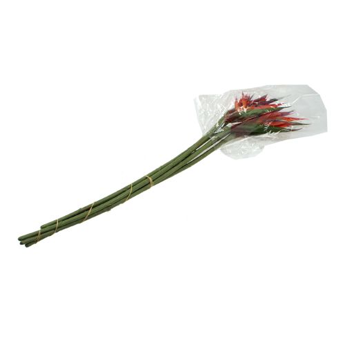 Floristik24 Strelitzia 65cm (6pcs.)
