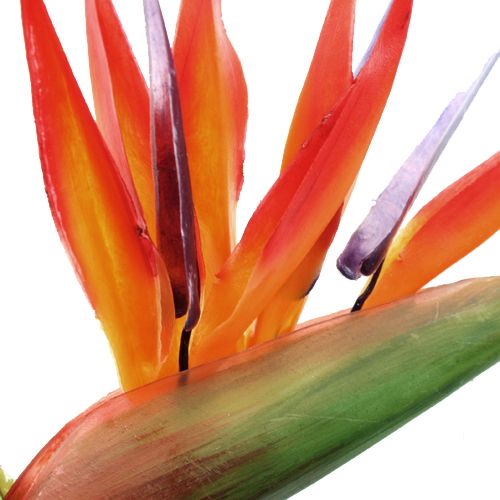 Floristik24 Strelitzia 65cm (6pcs.)
