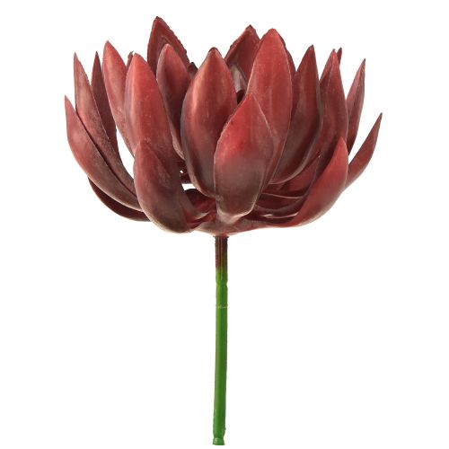 Floristik24 Succulent Echeveria Artificial Green Plants Red Ø12cm 19.5cm