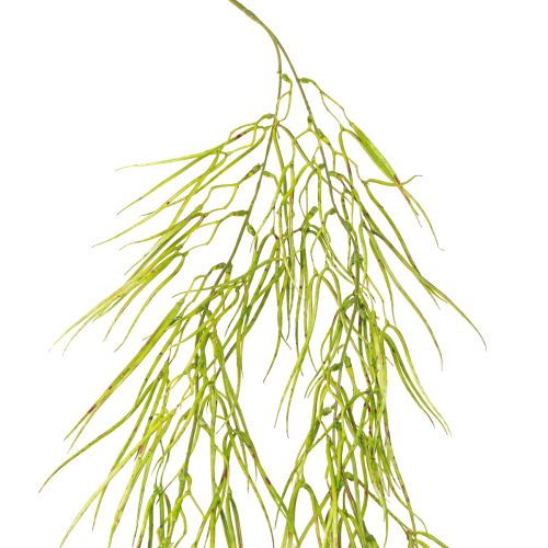 Succulent hanging green 145cm