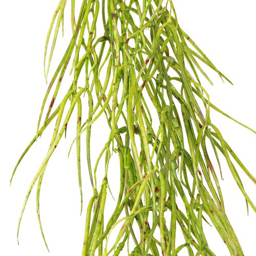 Product Succulent hanging green 145cm