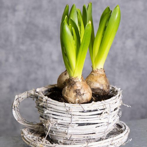 Product Teacup made of natural material with rustic charm for exclusive indoor decoration 13cm