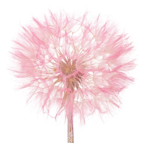 Giant dried dandelion decoration, elegant home accessory, 12cm, 4 pieces