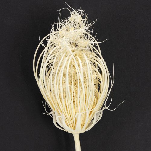 Product Dried flowers cream fennel bleached 45cm bunch 10 pcs