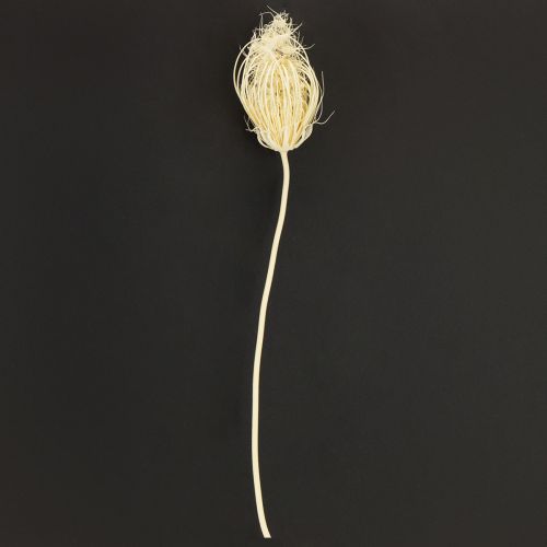 Product Dried flowers cream fennel bleached 45cm bunch 10 pcs
