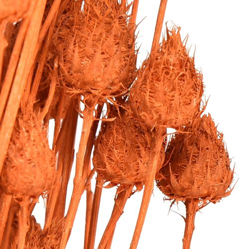 Product Dried flowers dried thistle strawberry thistle orange 100g