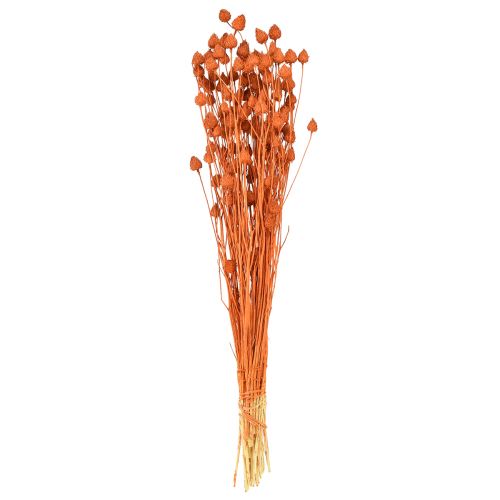 Product Dried flowers dried thistle strawberry thistle orange 100g