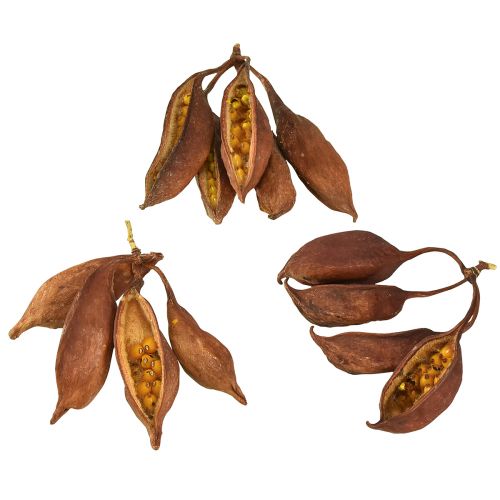 Product Dry decoration Brachyciton natural bottle tree 5-10cm 1kg