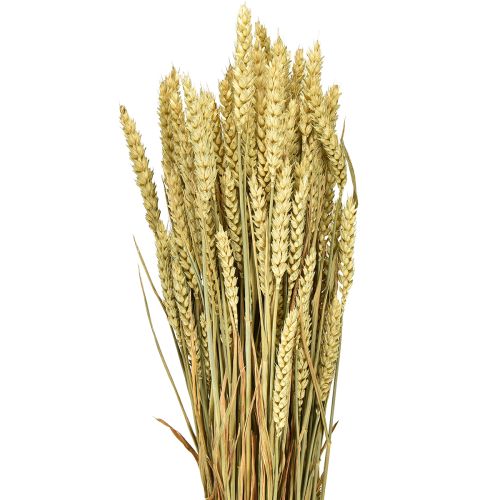 Product Wheat bunch natural decorative wheat 1 bunch 150g