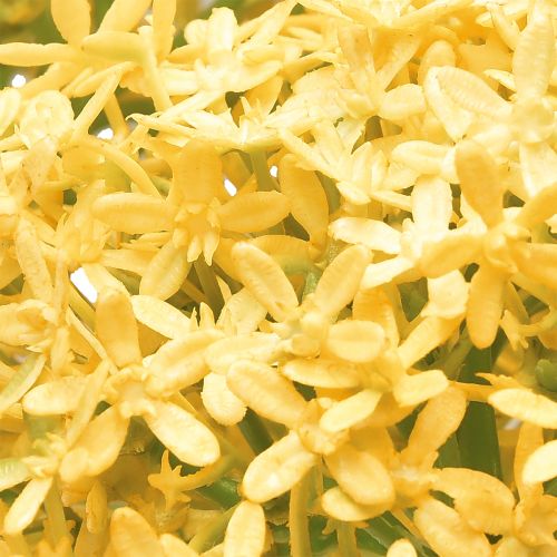 Product Ornamental Onion Wild Allium artificial Yellow 70cm 3 pcs