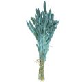 Floristik24 Dried flowers, Setaria Pumila, millet blue 65cm 200g