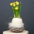 Floristik24 Easter nest made of twigs nature, washed white Ø13cm 3pcs