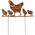 Floristik24 Flower plug, chicken with chicks, Easter, metal decoration with patina H21cm W40cm