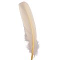 Floristik24 Decorative feathers real bird feathers champagne 20g
