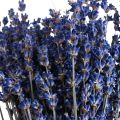 Floristik24 Dried Lavender Bunch of Dried Flower Blue 25cm 75g