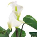Floristik24 Calla Lily Kalla Artificial Flowers White Exotic Flowers 34cm