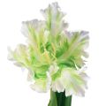 Floristik24 Artificial flower parrot tulip artificial tulip green white 69cm