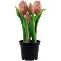 Floristik24 Artificial tulips in pot Tulips Peach artificial flowers 22cm