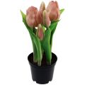 Floristik24 Artificial tulips in pot Tulips Peach artificial flowers 22cm