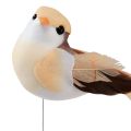 Floristik24 Feather bird on wire, decorative bird with feathers orange brown 4cm 12pcs