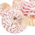 Floristik24 Maritime decoration snail shells decoration pink Trochus Maculatus 1100gr