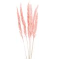 Floristik24 Pampas grass deco, pampas grass dried pampas grass pink 72cm 6pcs