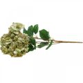 Floristik24 Hydrangea bouquet artificial green, brown 5 flowers 48cm