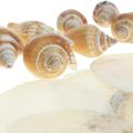 Floristik24 Capiz mussels snail shell decoration maritime brown white 600g