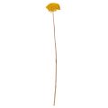 Achillea Natur Gelb Yarrow Dried Flowers Yellow 1kg | Floristik24.ie