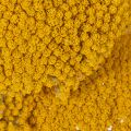 Achillea Natur Gelb Yarrow