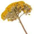 Achillea Natur Gelb Yarrow