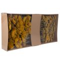 Achillea Natur Gelb Yarrow