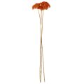 Achillea Orange dried flowers, yarrow, 45-60cm, 1kg | Floristik24.ie