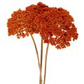Achillea Orange dried flowers,