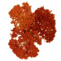 Achillea Orange dried flowers,